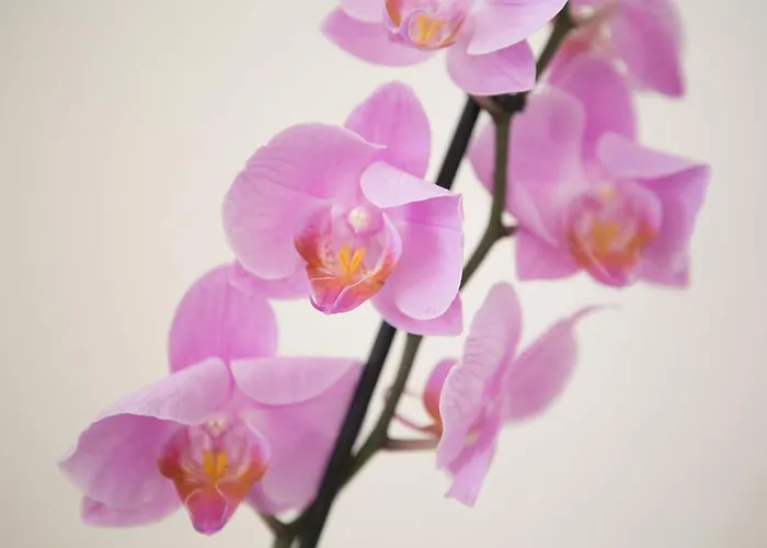 Oda ve Kahvaltı Casa Dei Grilli